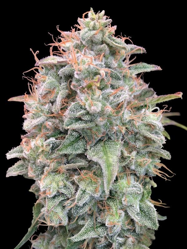 Auto Banana Cookies cannabis seeds – Super Strength – Auto-Flowering – Guaranteed female plants – image 1 from Seed City