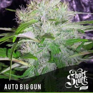 Auto Big Gun by Short Stuff Seeds – Piney – Short (up to 80cm) – Female seeds – image 1 – Seed City