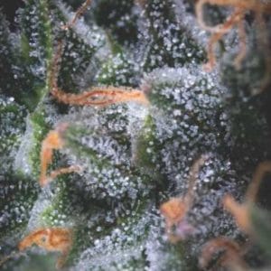 Auto Black Cherry Punch USA RANGE by Pyramid Seeds – Auto-Flowering – Relaxing – Floral – image 1 – Seed City