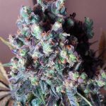 Auto Black Valium by Top Shelf Elite Seeds – Auto-Flowering – Outdoor cultivation – Incense – image 1 – Seed City