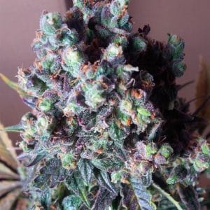 Auto Black Valium by Top Shelf Elite Seeds – Auto-Flowering – Outdoor cultivation – Incense – image 1 – Seed City