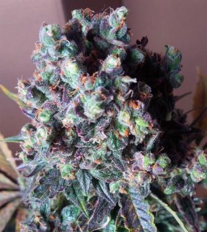 Auto Black Valium