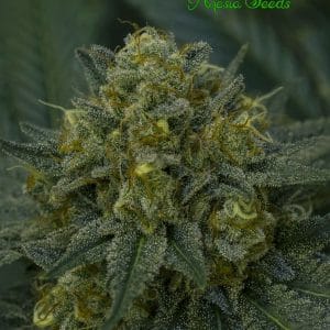 Auto Blackberry Moonrocks cannabis seeds – Auto-Flowering – Short (up to 80cm) – Indica-heavy – image 1 from Seed City