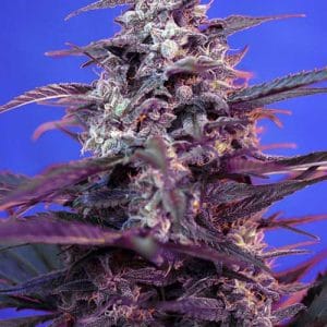 Auto Bloody Skunk from Sweet Seeds