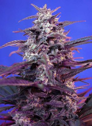 Auto Bloody Skunk
