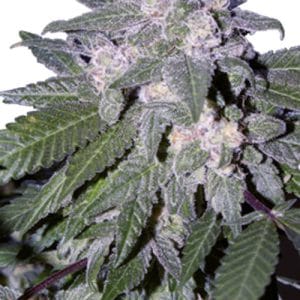 Auto Blue by Seedmakers Seeds – Auto-Flowering – Indica Dominant – Female seeds – image 1 – Seed City