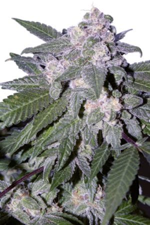 Auto Blue