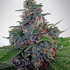 Auto Blue Amnesia by Ministry of Cannabis – Indoor – 50% Indica/50% Sativa – Feminized – image 1 – Seed City