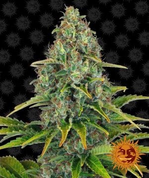Auto Blue Cheese