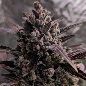 Auto Blue Cheese
