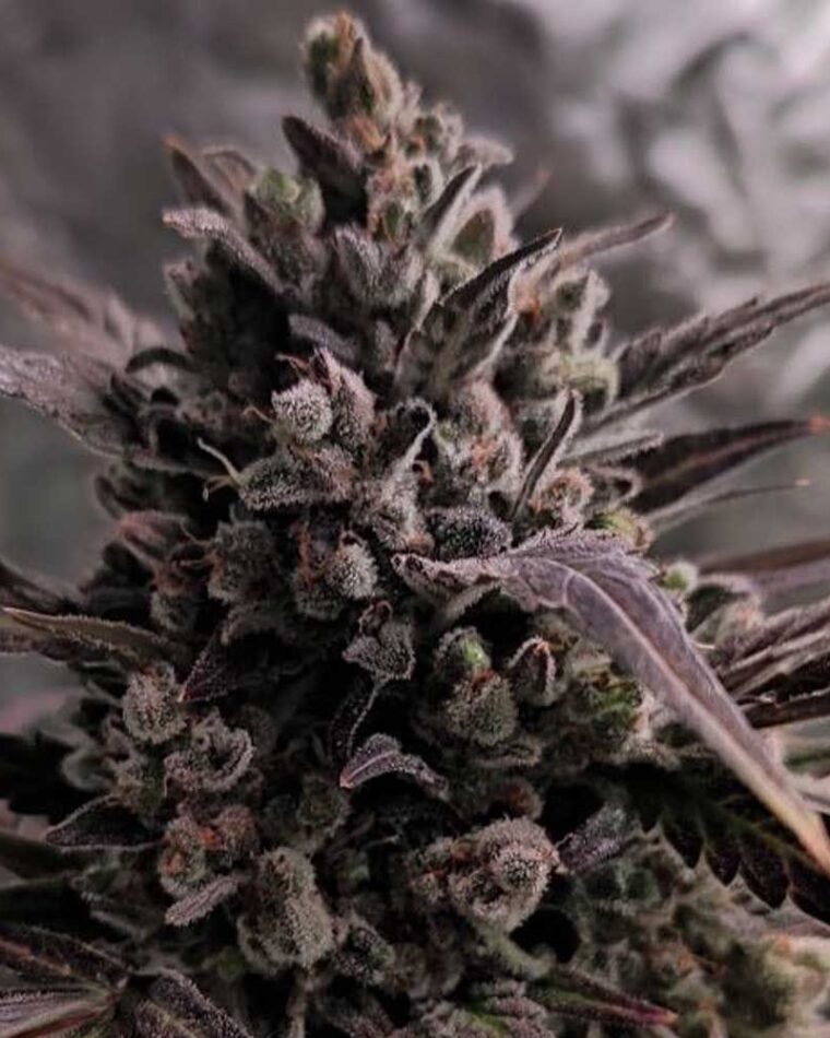 Auto Blue Cheese cannabis seeds – 50% Indica/50% Sativa – Outdoor – Auto-Flowering – image 1 from Seed City
