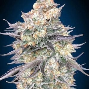 Auto Blue Dream from OO Seeds