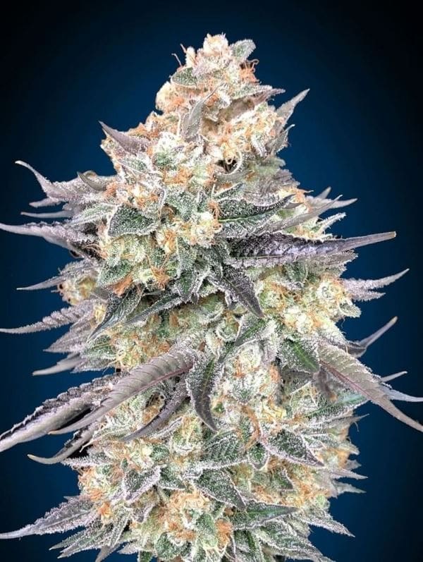 Auto Blue Dream from OO Seeds