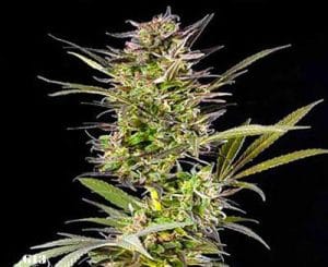 Auto Berry