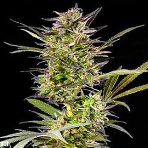 Auto Berry cannabis seeds – Auto-Flowering – Feminized – Fruity – image 1 from Seed City