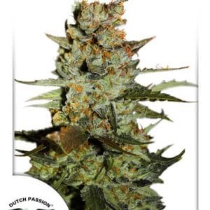 Auto Blueberry by Dutch Passion Seeds – Auto-Flowering – Indica Dominant – Feminized – image 1 – Seed City