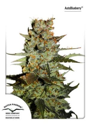 Auto Blueberry