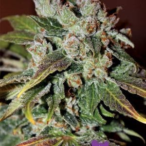 Auto Blueberry Banana by Anesia Seeds – Short (up to 80cm) – Super Strength – Auto-Flowering – image 1 – Seed City