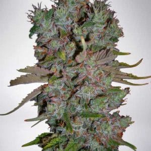 Auto Blueberry Domina cannabis seeds – Indica-heavy – Auto-Flowering – Outdoor cultivation – image 1 from Seed City