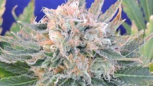 Auto Blueberry Ghost OG