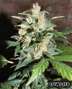 Auto Blueberry x AK74