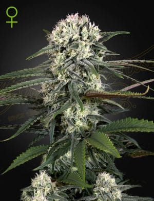Auto Bomb