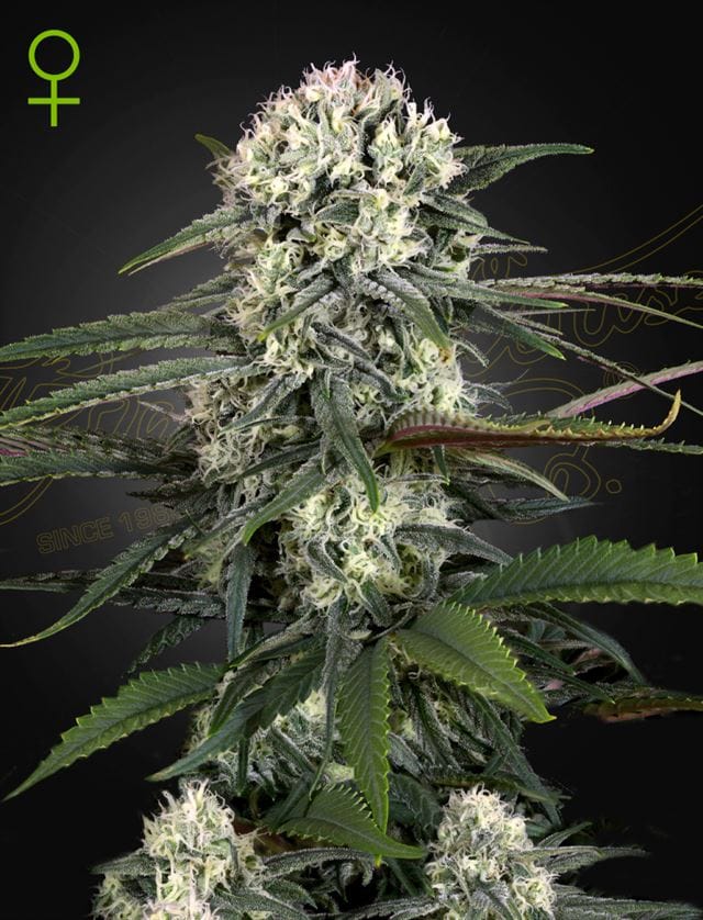 Auto Bomb from Green House Seeds