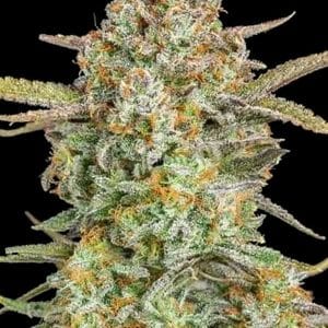 Auto Bruce Banner XXL from Advanced Seeds