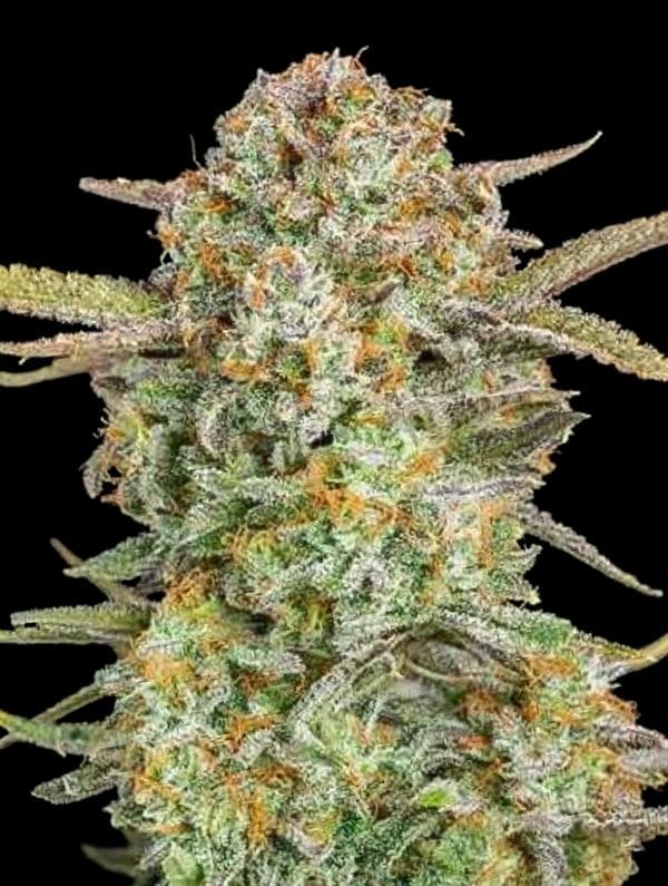 Auto Bruce Banner XXL from Advanced Seeds