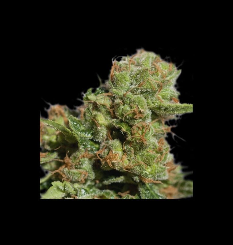 Auto Bruce Lemon Diesel from Super Sativa Seed Club