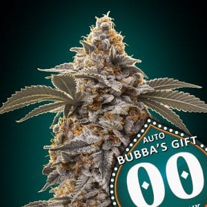 Short (up to 80cm) – Super Strength – Outdoor – Auto Bubba's Gift strain – image 1 – from OO Seeds via Seed City