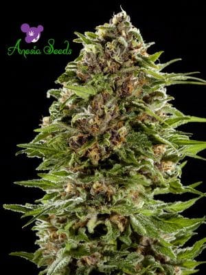 Auto BubbleGum