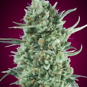 Auto Bubble Gum XXL from OO Seeds