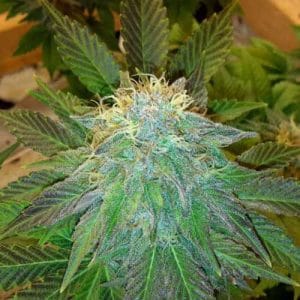 Auto Bubblelicious