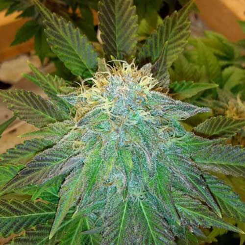 Auto Bubblelicious by Nirvana Seeds – Euphoric – Mostly Indica – Earthy – image 1 – Seed City
