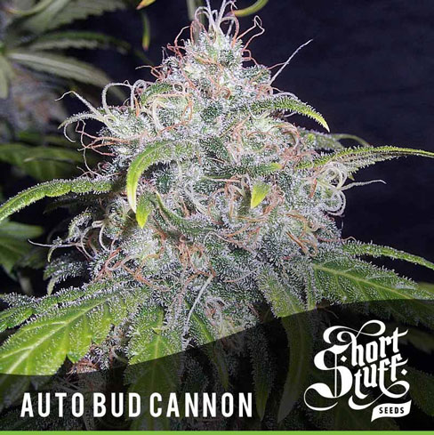 Image 1 of Auto Bud Cannon cannabis by Short Stuff Seeds – Auto-Flowering – Social – Skunky – Seed City