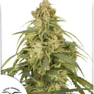 Piney – Female seeds – Low THC – Auto CBD-Victory strain – image 1 – from Dutch Passion Seeds via Seed City