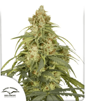 Auto CBD-Victory