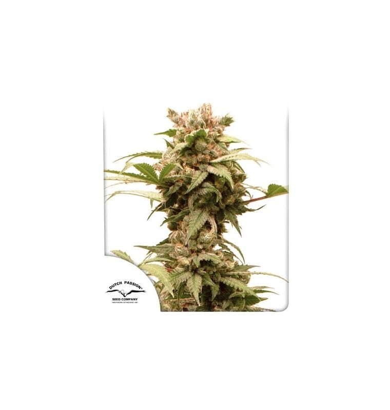 Low THC – Outdoor – Auto-Flowering – Auto CBG Force strain – image 1 – from Dutch Passion Seeds via Seed City