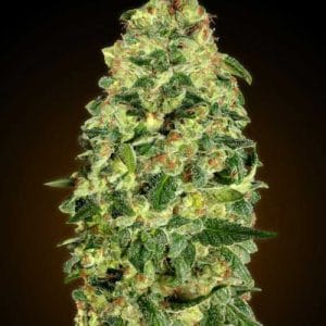 Image 1 of Auto California Kush cannabis by OO Seeds – Auto-Flowering – Outdoor – Female seeds – Seed City