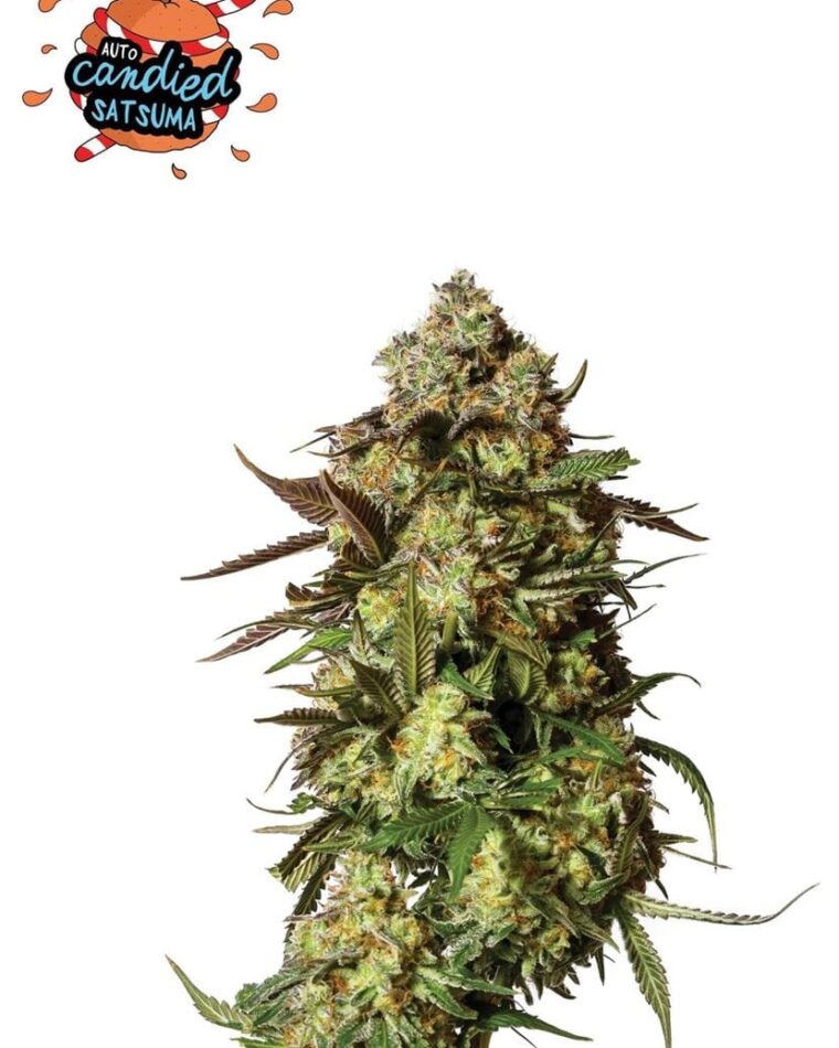 Auto Candied Satsuma cannabis seeds – Mostly Sativa – Sweet – High Yielding – image 1 from Seed City