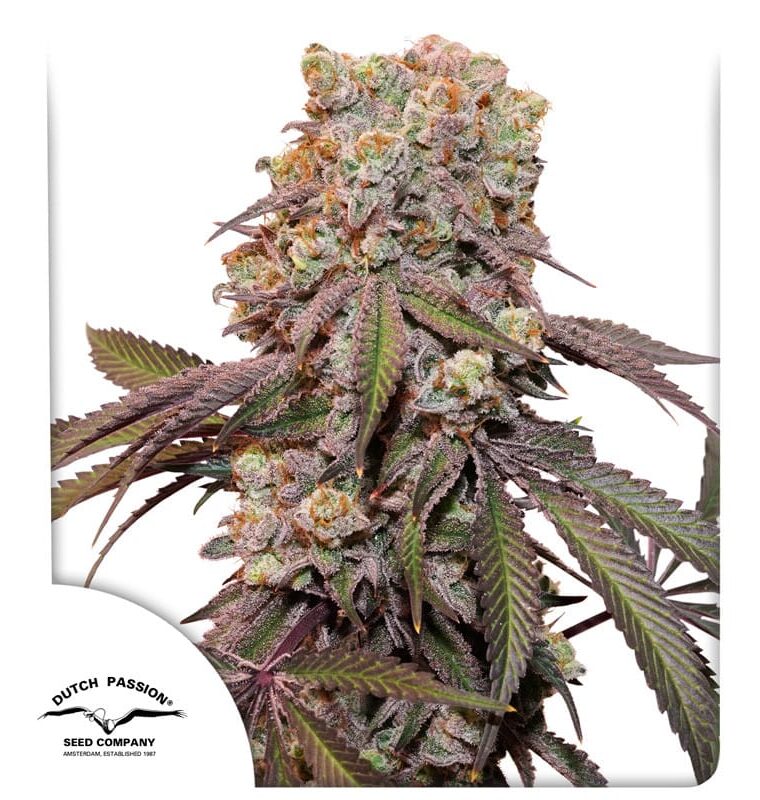 Image 1 of Auto Candy Bubatz XL cannabis by Dutch Passion Seeds – Mostly Indica – Auto-Flowering – Feminized – Seed City
