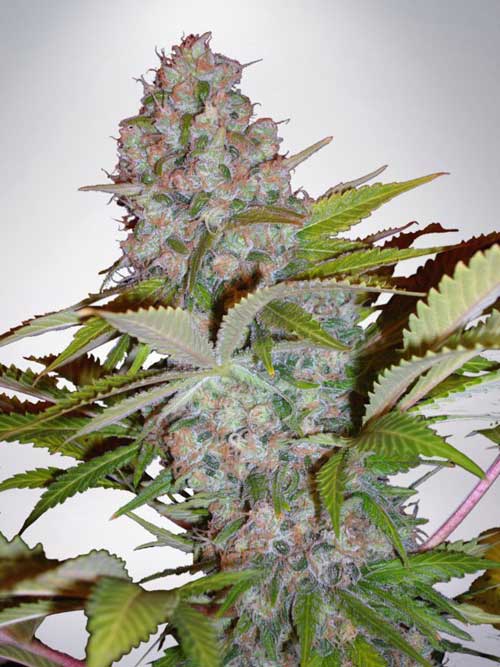 Creative – Outdoor cultivation – Indica-heavy – Auto Cream NL strain – image 1 – from Ministry of Cannabis via Seed City