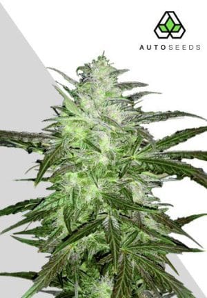Auto Chemdog