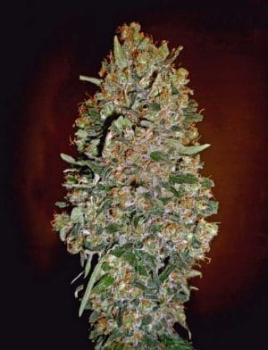 Auto Chocolate Skunk