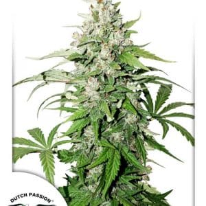 Auto Cinderella Jack cannabis – image 1 – Seed City