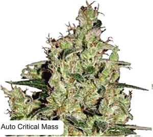 Auto Clinical Mass