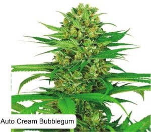 Auto Cream Bubblegum