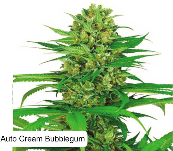 Auto Cream Bubblegum from Dispensario Seeds