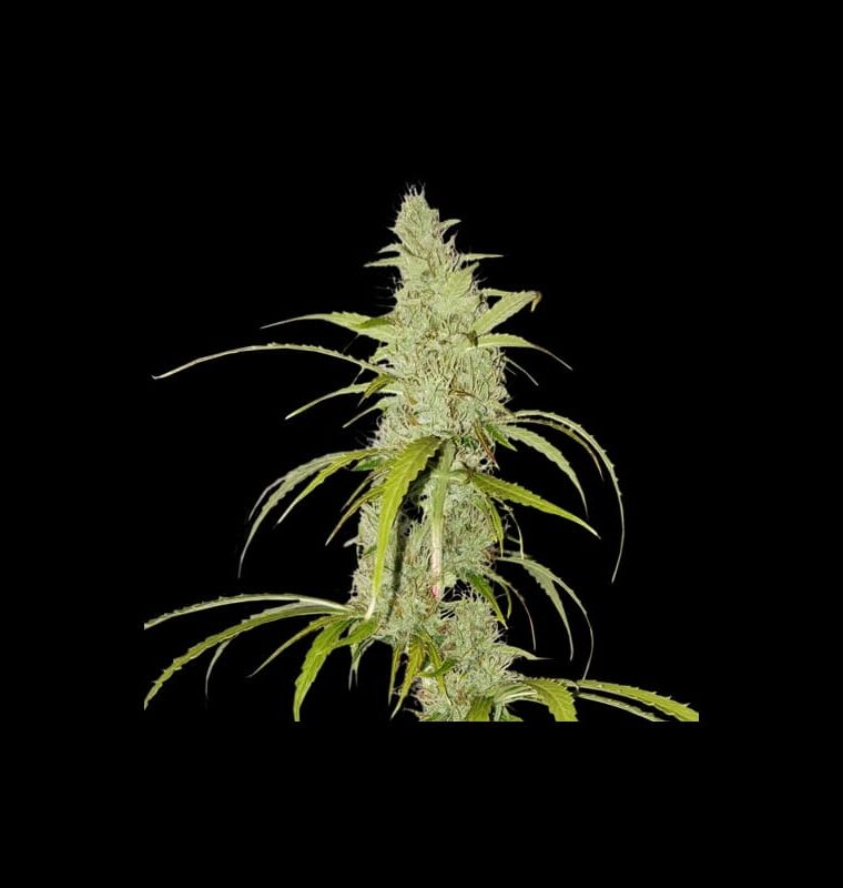 Auto Creeper by Super Sativa Seed Club – Sativa-leaning – Euphoric – Earthy – image 1 – Seed City